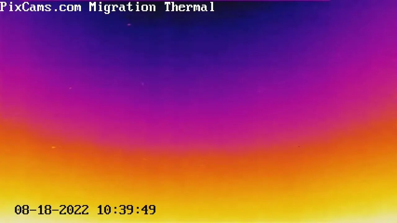 Birds caught riding a thermal on the Migration Thermal cam 8/18/2022