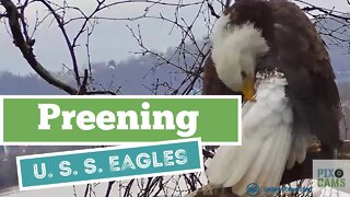 U. S. S. Eagles - Preening