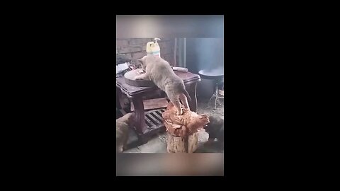 Funny_Animal_Videos_Of_The_Day_0054!_😂😂_#fyp_#memes_#memedaily_#dankmemes