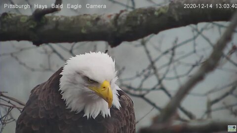 Hays Eagles Mom spotting something in the woods 2020 12 14 103pm