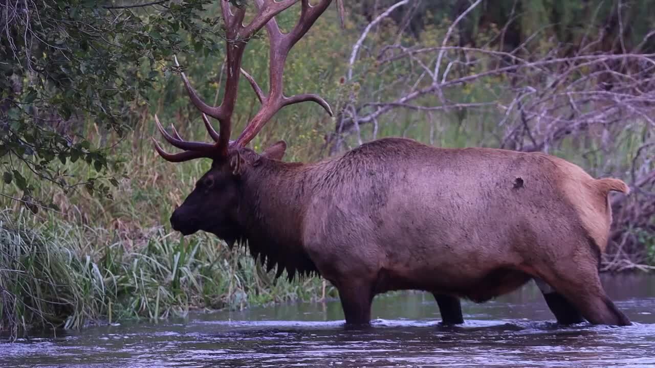 Do Elk Shit in the Woods? What a Trophy!