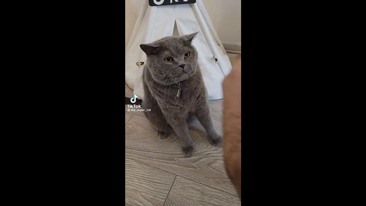 Funny cat 🐈⬛