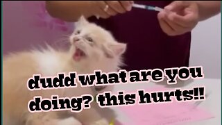 Cat Reaction When Vaccinated!! 😱