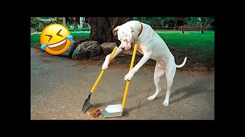 [1 Hour] Funniest Animals 2023 😂 Funny Dog Videos Compilation 🐶