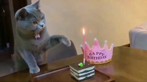 Cute Cat celebratiing her birthday 🎉