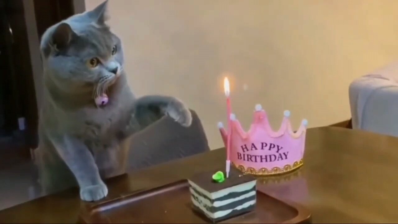 Cute Cat celebratiing her birthday 🎉