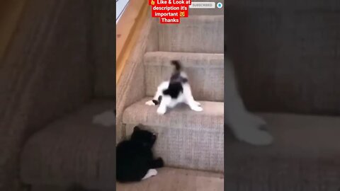 cute cat videos 😹 funny videos 😂 1154😻 #shorts