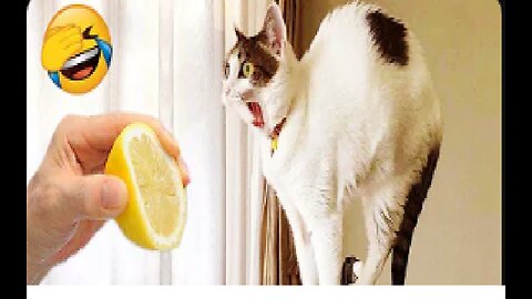 Funny animals - Funny cats and dogs - Funny animal videos 2023🤣
