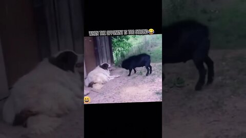 Funny moments in 2022 your can't control(5)