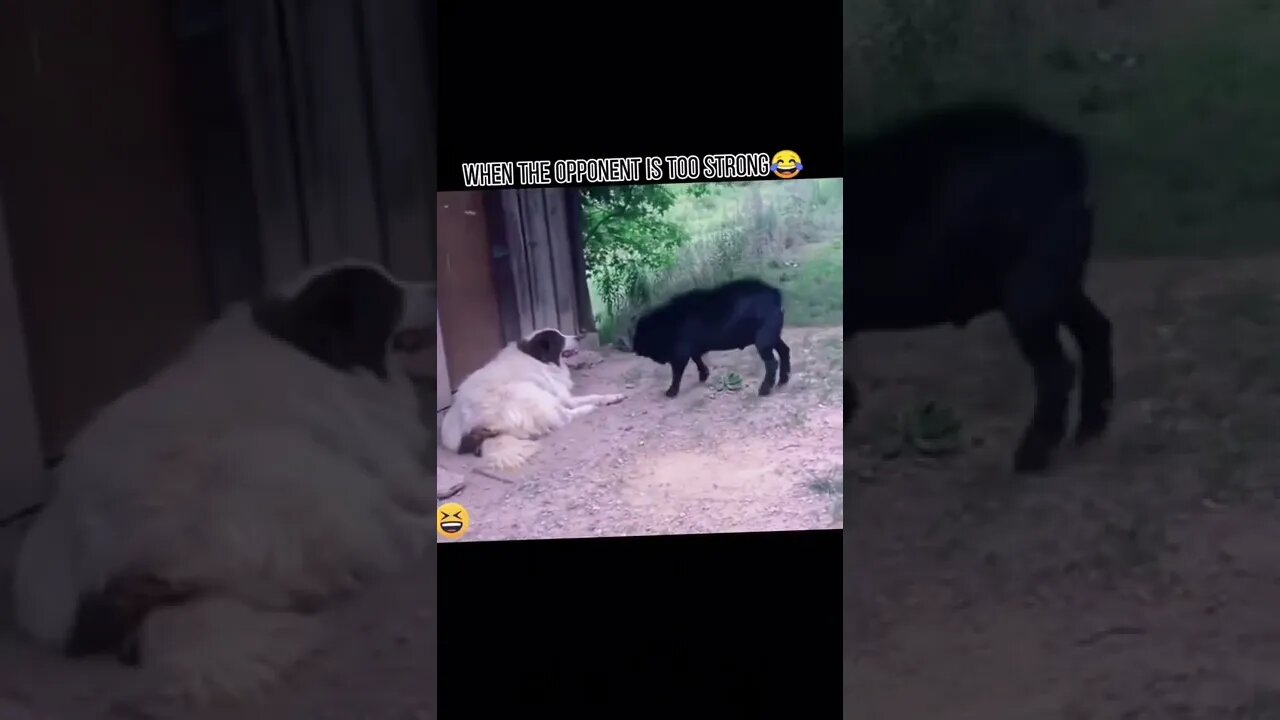 Funny moments in 2022 your can't control(5)