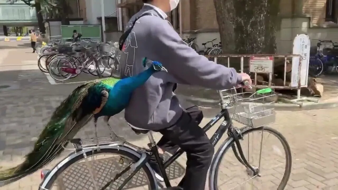 Peacock Enjoying Bike Ride