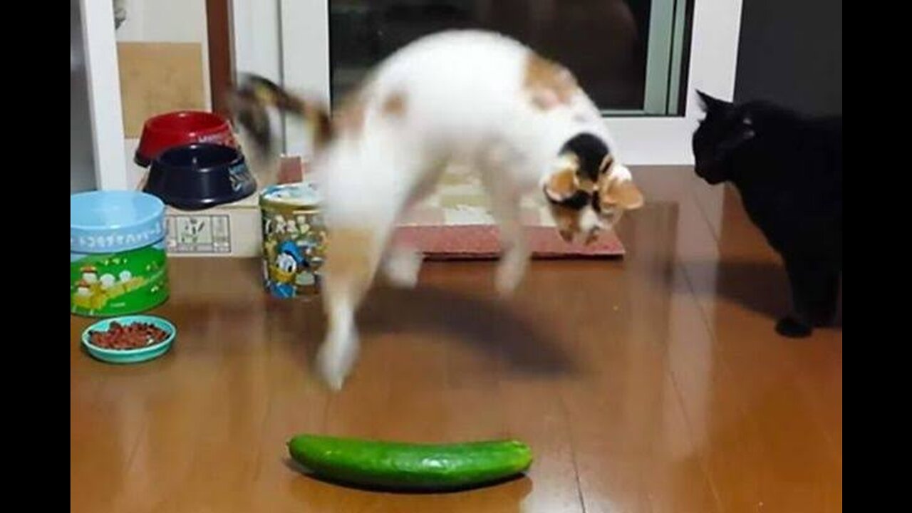 Cats getting scared by cucumber 😝 so funny short compilation #2