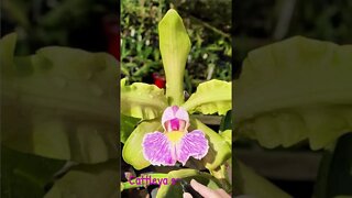 Cattleya schilleriana