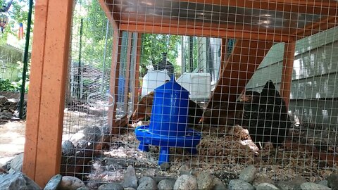 My Backyard Chickens - Episode 32