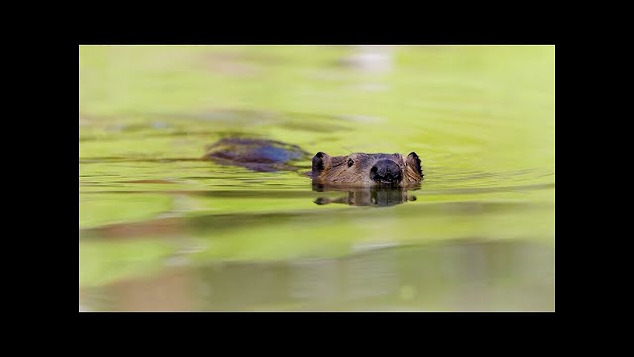 Beaver Ribwilding impact