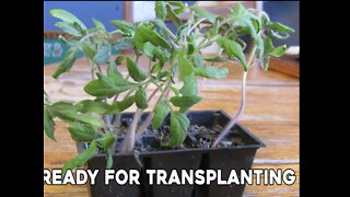 Transplanting Seedlings