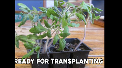 Transplanting Seedlings