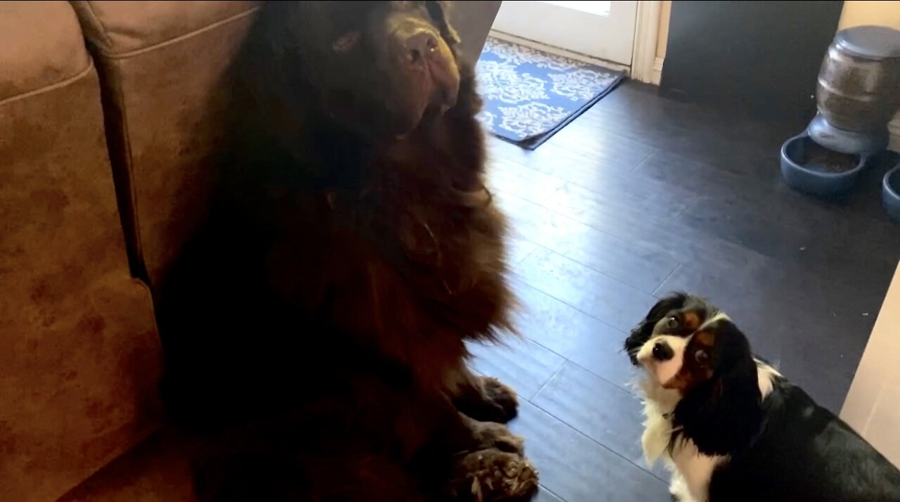 Cavalier Hilariously Blocks Huge Newfie From His Own Food Bowl