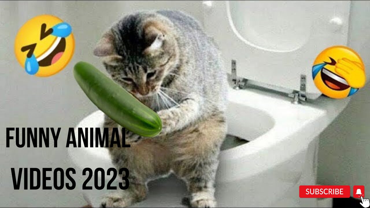 Funny Animal Videos 2023