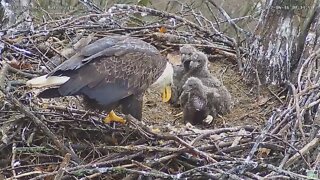 Hays Bald Eagles H18 H17 H16 all in a row 2022 04 16 911am