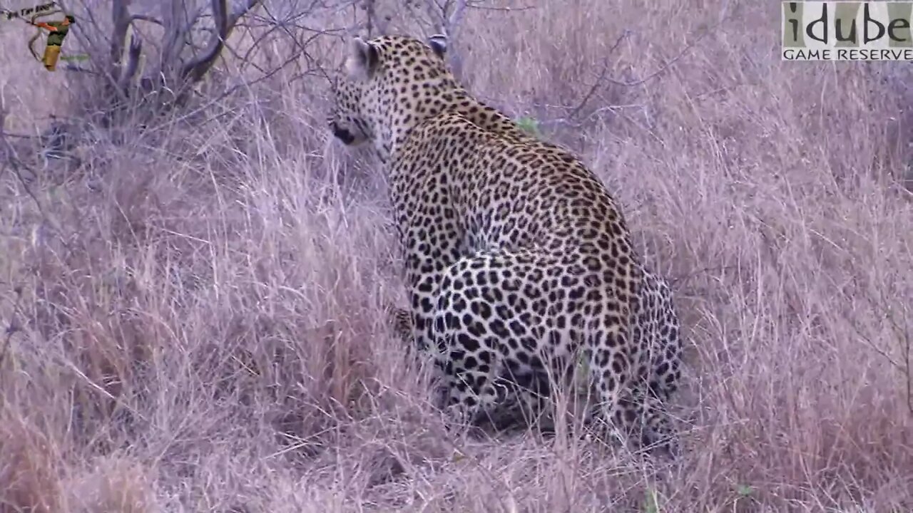 WILDlife: Leopards Pairing - Wild Africa