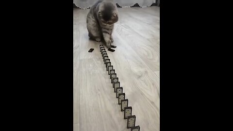 Cute Cat and Domino!!Cool and funny video!