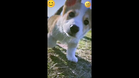 dog loves 💖|#viral #views #trendingshorts