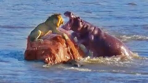 Stranded Lion Gets Surrounded & Attacked by Hippos