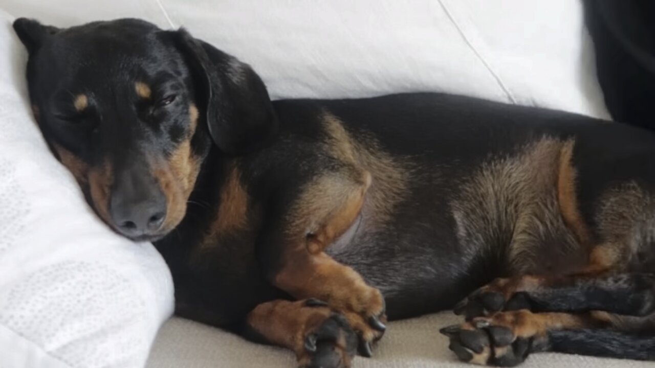 Cute Sausage Dog Grooming after bath and relaxing