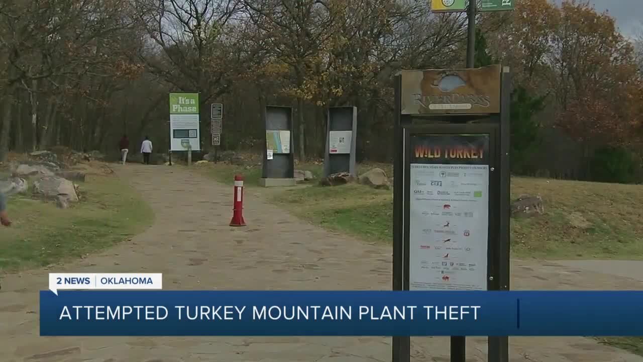 Attempted Turkey Mountain Plant Theft