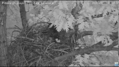 Hays Eagles Dad brings in a stick ,moves it to side rail 2020 09 03 634AM