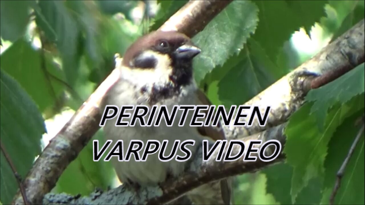 Perinteinen Varpus video