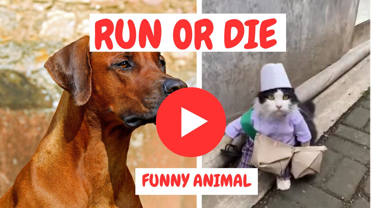 RUN OR DIE - Funny cats_dogs - Funny animals