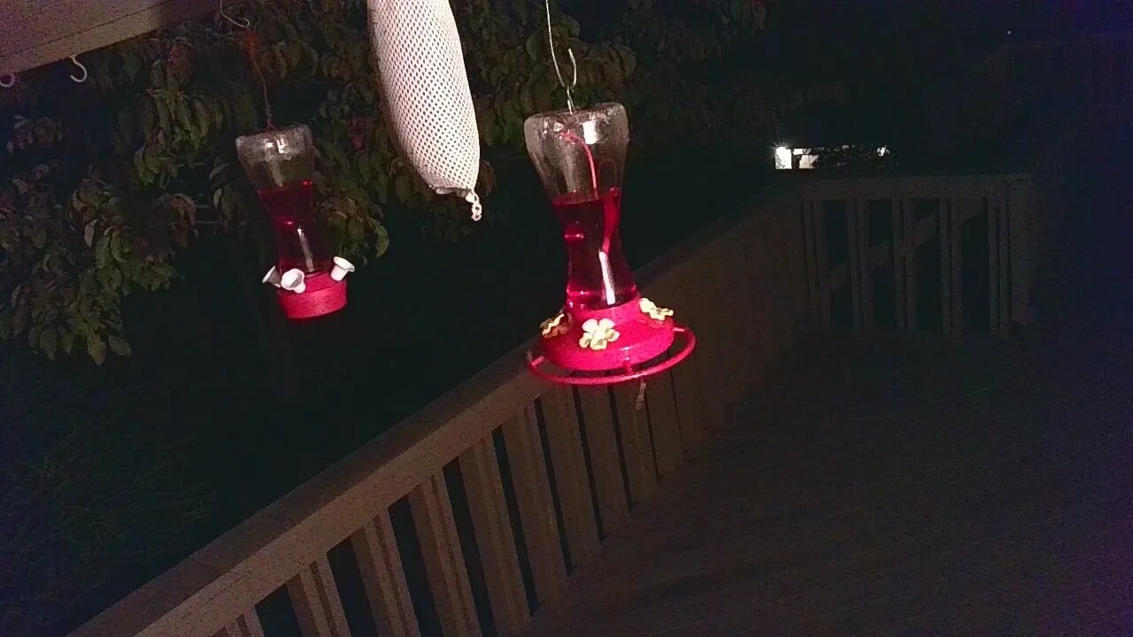 Live Bird Feeder Sept 16 2021 "Frogs All night" Asheville NC. In the mountains.