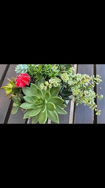 Easy Succulent Planter🪴