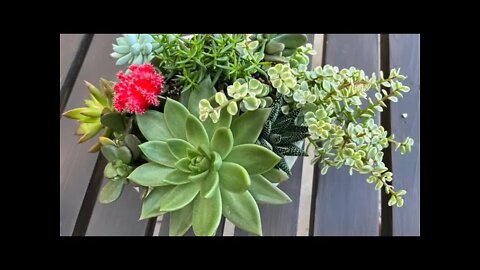 Easy Succulent Planter🪴