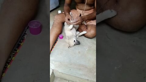 puppy relaxing on massage 😌🤯🔥 #shorts #puppy #dogs