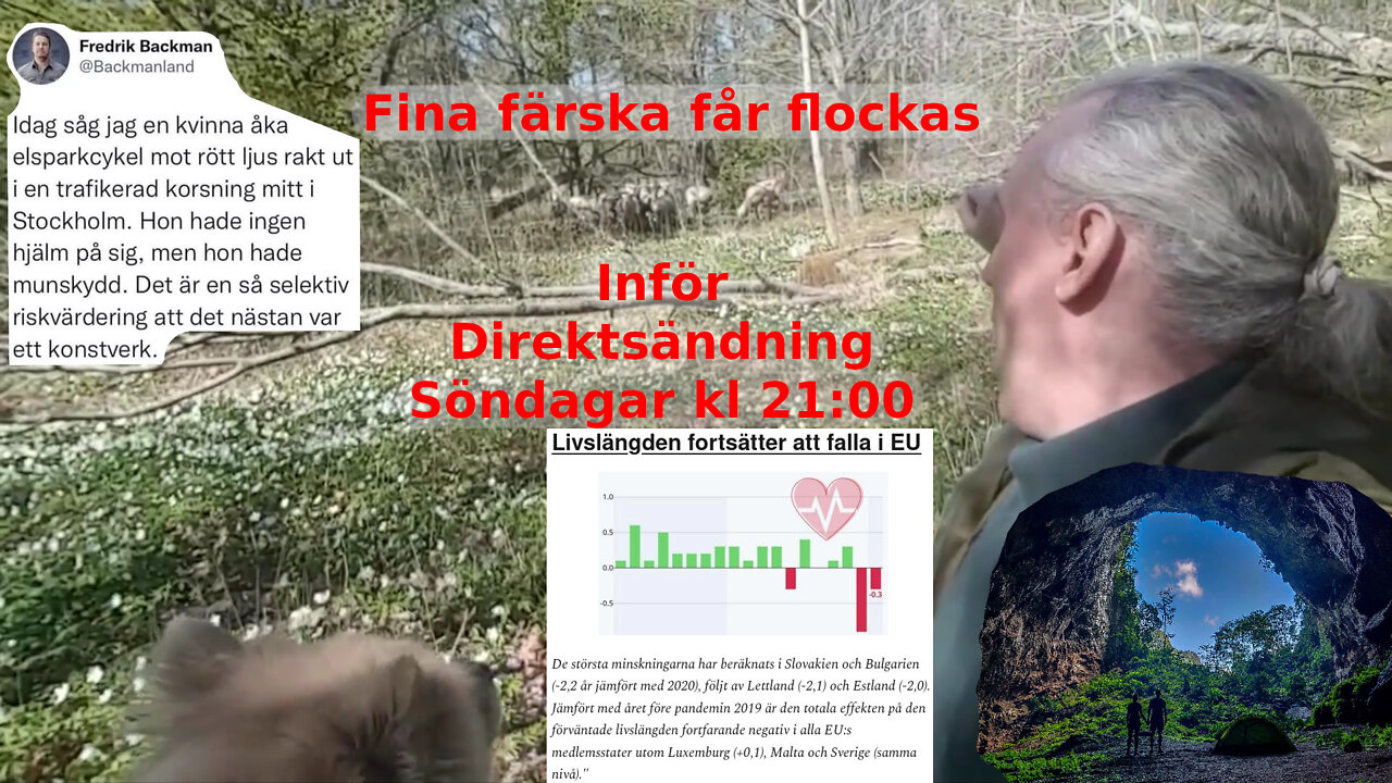 Ifrån fårhagen inför dagens svenska direktsändning söndagar kl 21:00.