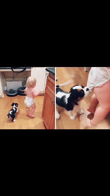 Cavalier puppy turns out to be a great babysitter