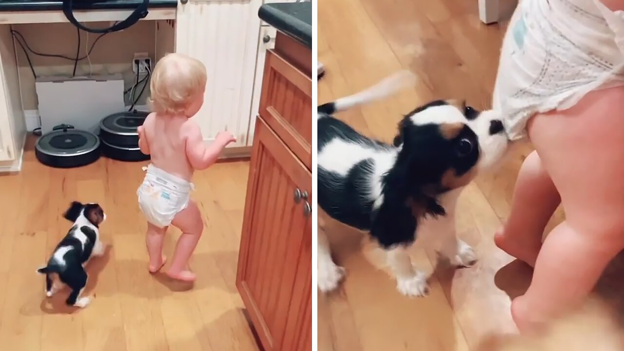 Cavalier puppy turns out to be a great babysitter