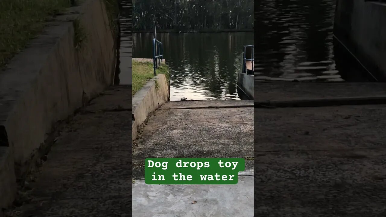 Rescued dog toy from water