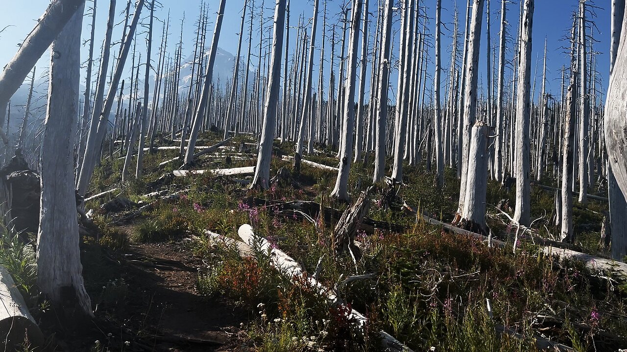 Officially Entering GORGEOUS Mount Hood Wilderness! | Mazama Trail | Timberline Loop | 4K | Oregon