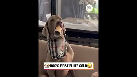 Dog is mastered playing the card board roll flute 🐕🤣