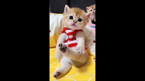 Super cute pet collection