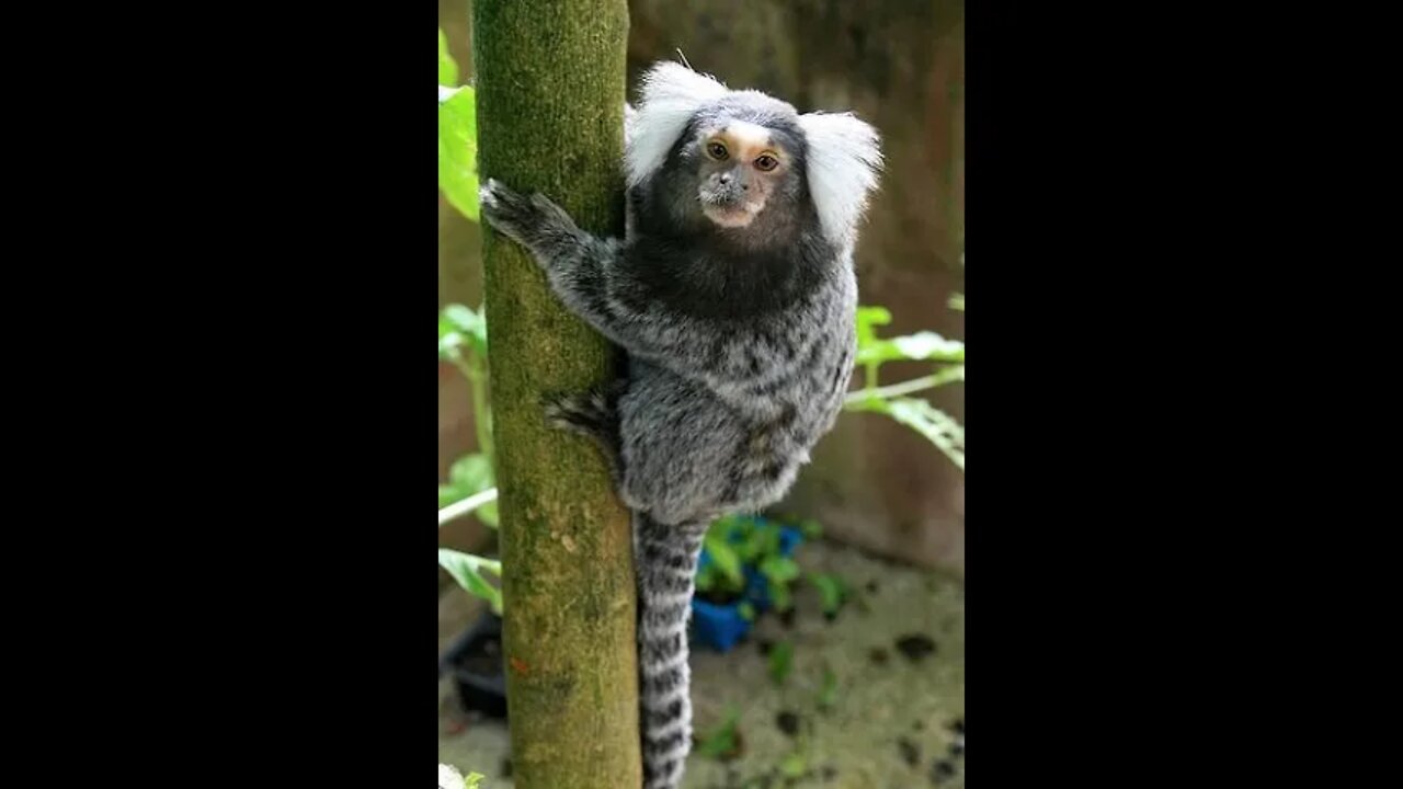 Cute Animals Playing