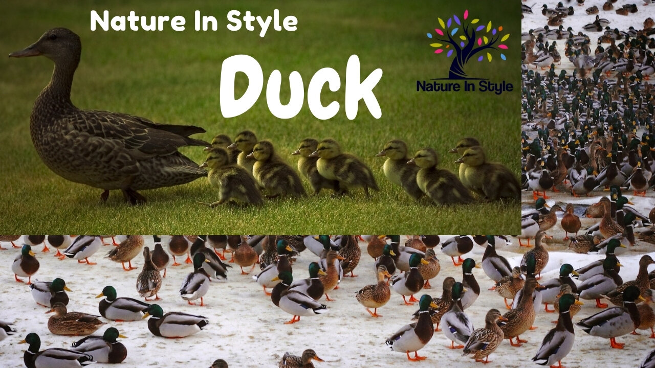 Duck - The Secrets of Nature | Nature In Style