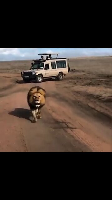 Meeting with the king of savanna