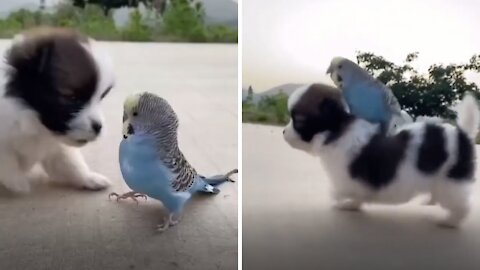 An Unlikely Friendship 🥺💙 | Puppy and Parakeet