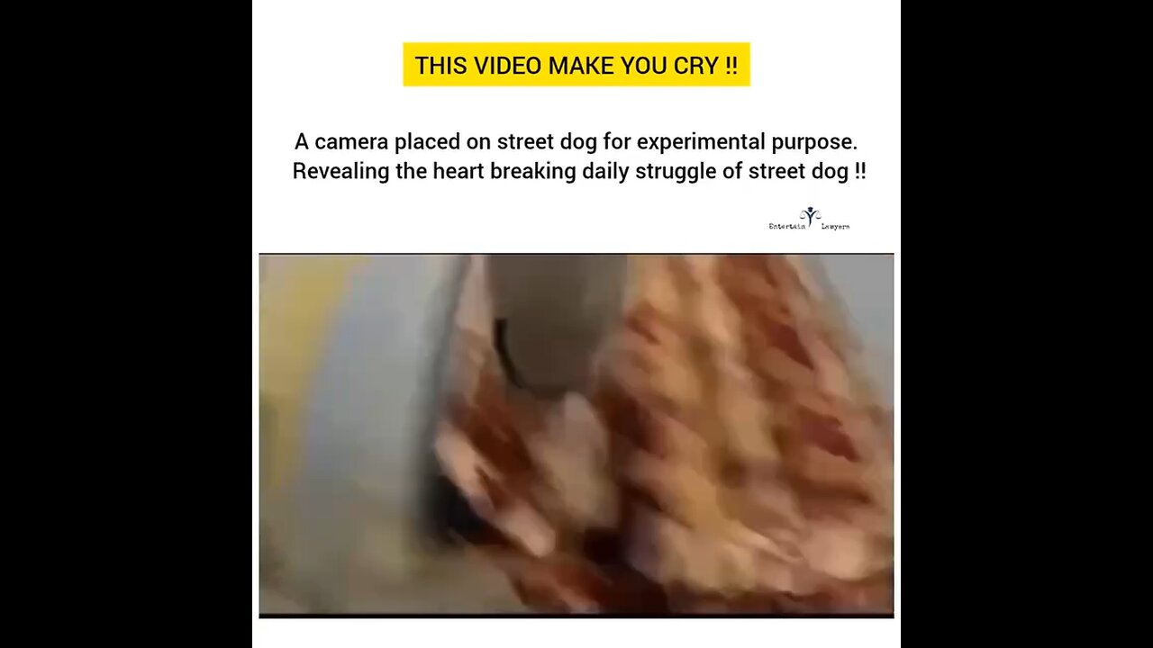 A camera placed on street dog for experimental purpose to see what happened in whole day