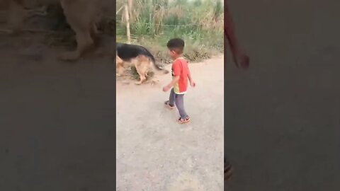 ye dekh ashli h #rudrakrishna #ytshorts #animals #dog #rudrakhatanagurjjar